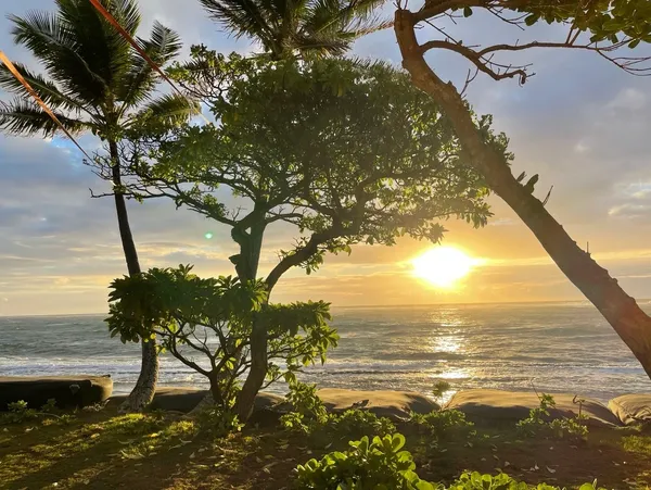 A tree on the beach with sun setting in the background.