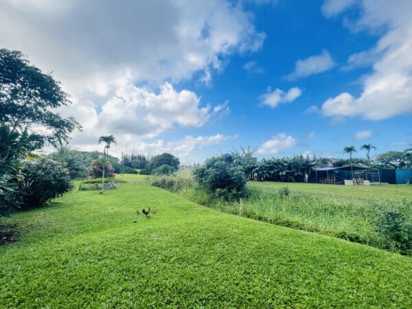 A grassy field with trees and clouds in the background.