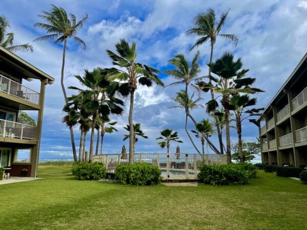 A view of palm trees and bushes in the grass.