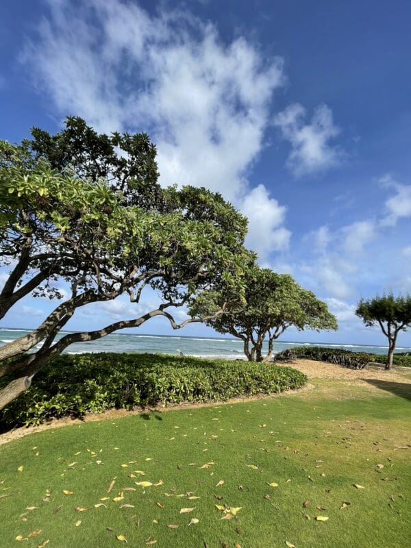 A view of trees and grass on the side of a hill.