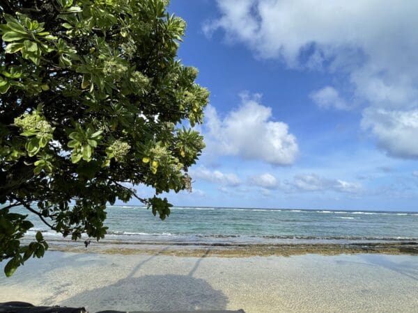 A tree on the beach with water in the background