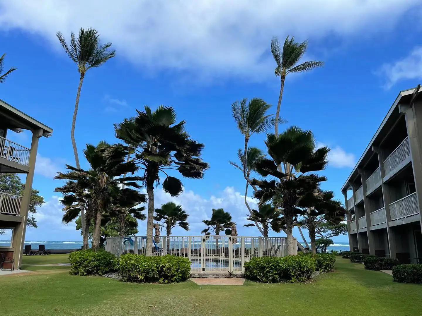 A view of palm trees and the ocean from an area.