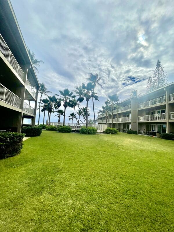 A view of the lawn and palm trees from across the street.