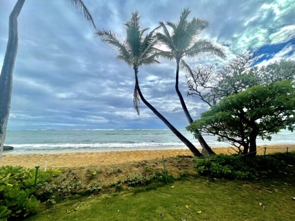 A beach with two palm trees and grass