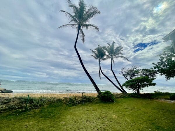 A couple of palm trees on the beach