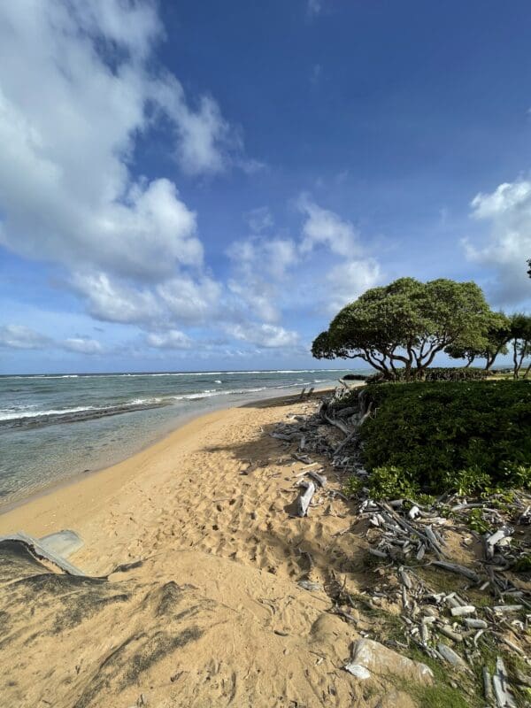 A beach with trees and water on the shore.