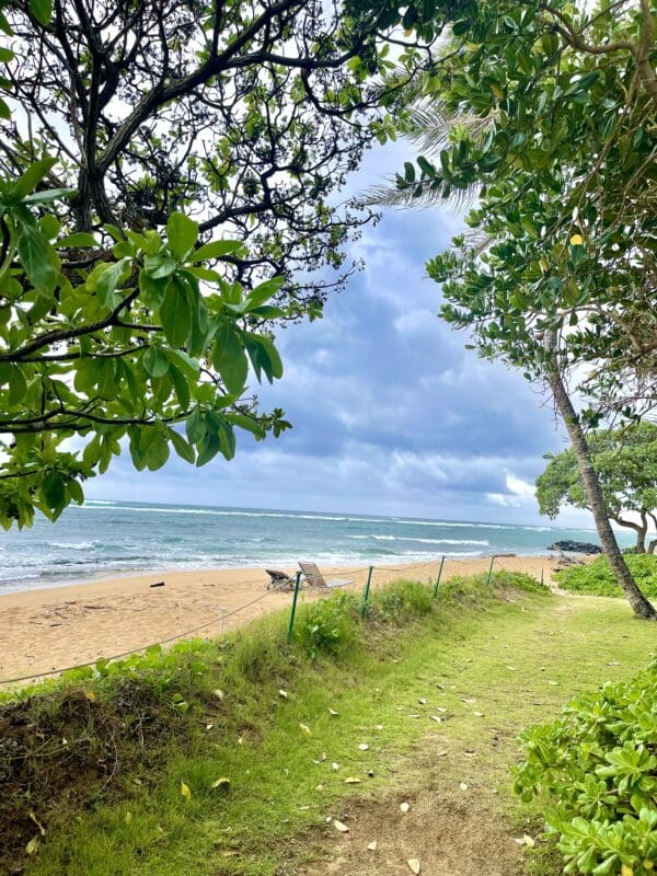 A beach with trees and grass on the side