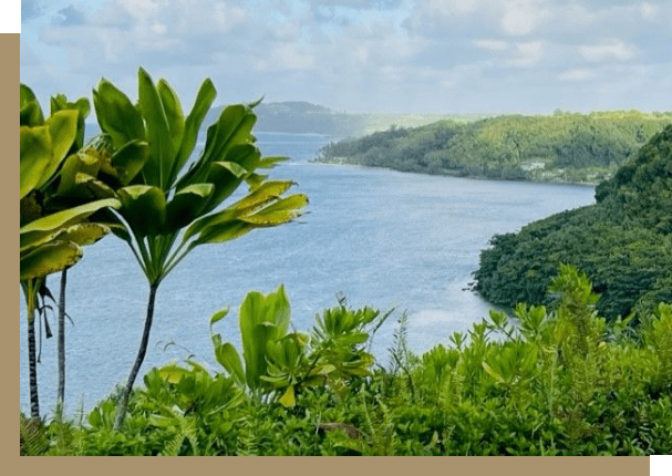 A view of the ocean from above with trees in foreground.