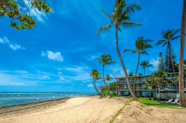 A beach with palm trees and blue skies